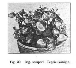 B. ‘Teppichkonigin’